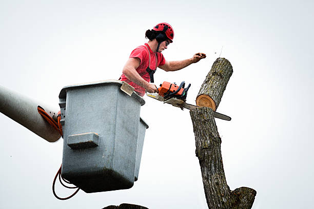 How Our Tree Care Process Works  in  Los Ranchos, CA